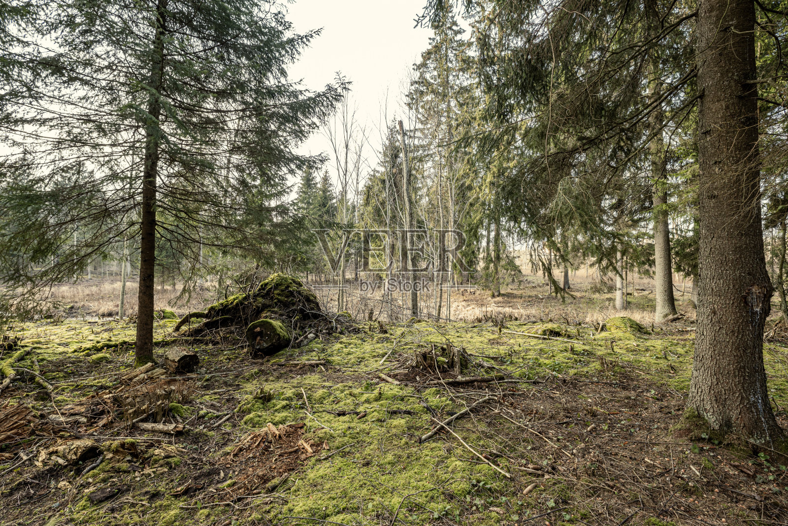 空旷的冬季森林，冬天没有雪，也没有树叶。公园的人行道照片摄影图片