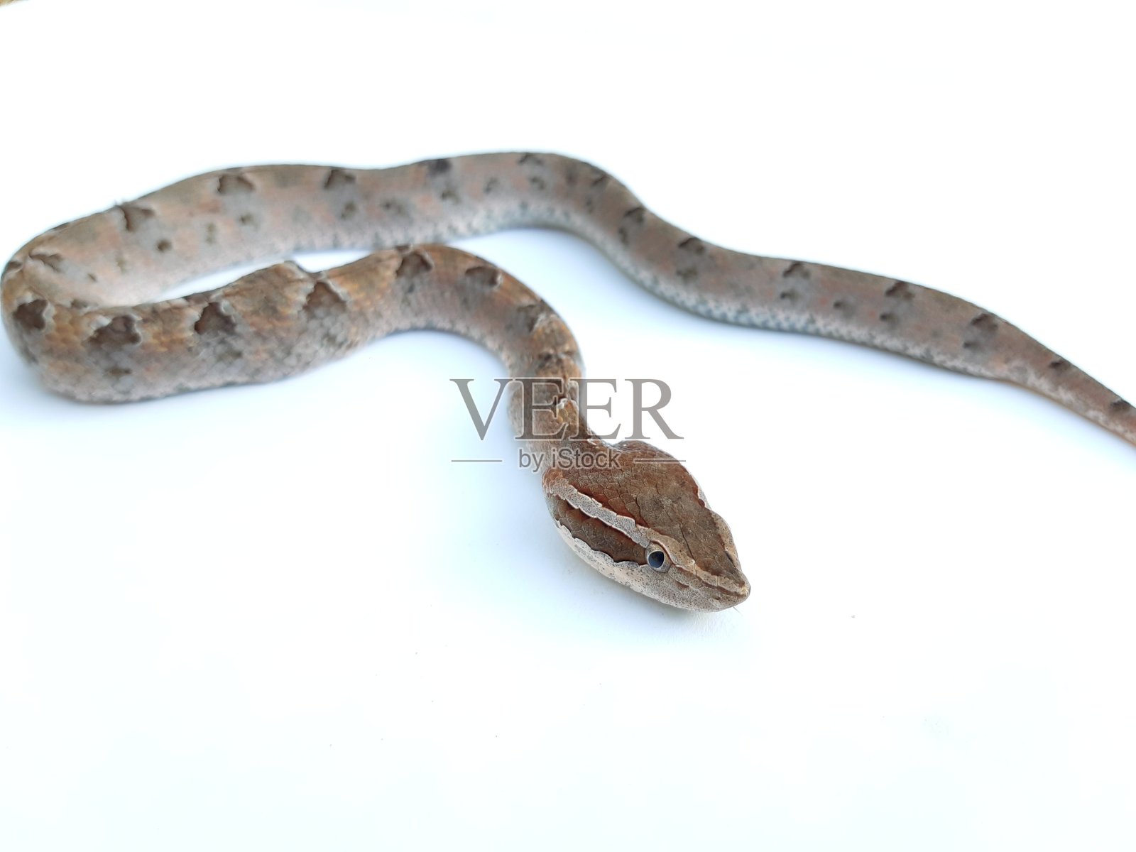 马来人的蝮蛇照片摄影图片