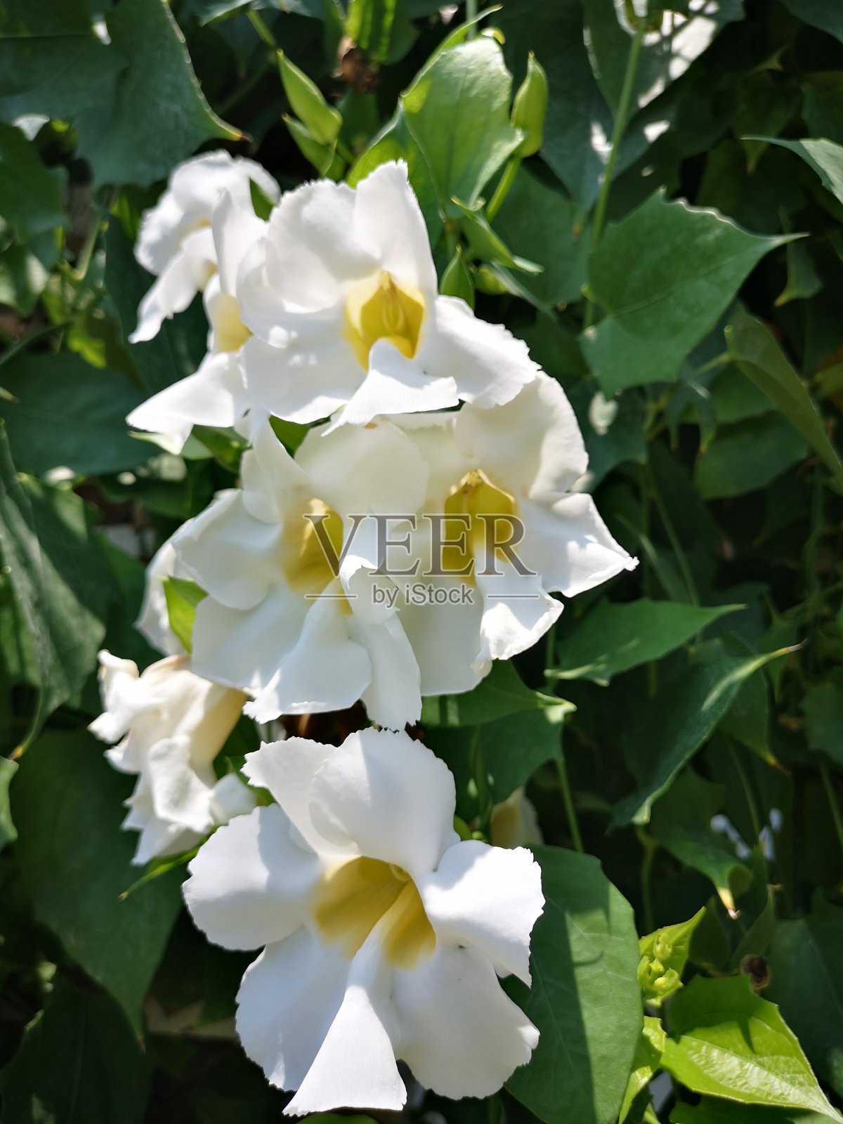 白色和黄色花的特写-孟加拉喇叭照片摄影图片