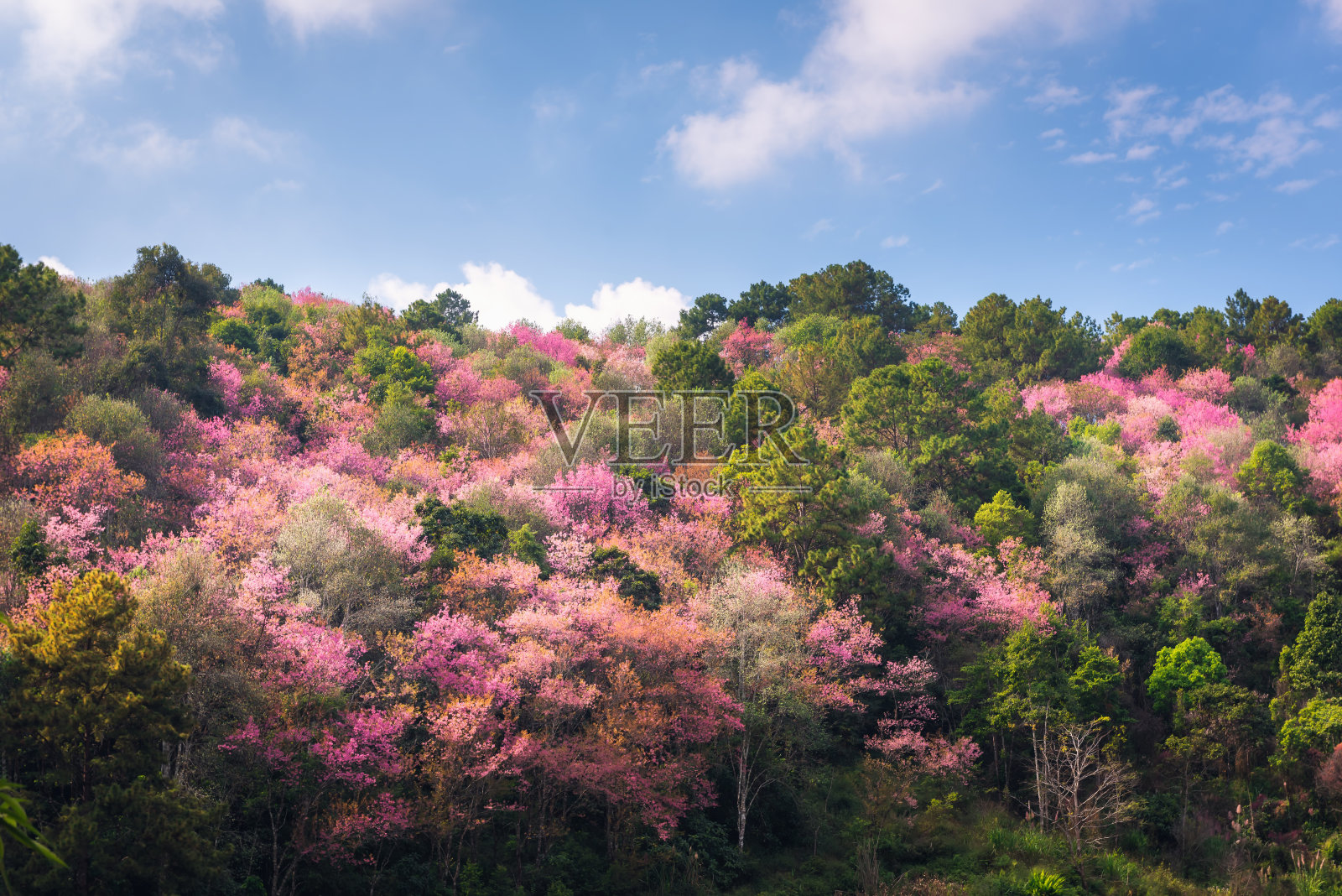 粉红色的樱花在春天盛开，美丽的樱花在蓝天的背景下盛开。树枝上盛开的樱花的天然纯度。自然及植物区系照片摄影图片