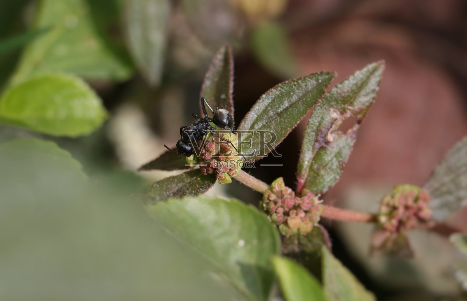 小花上的黑蚂蚁宏照片摄影图片