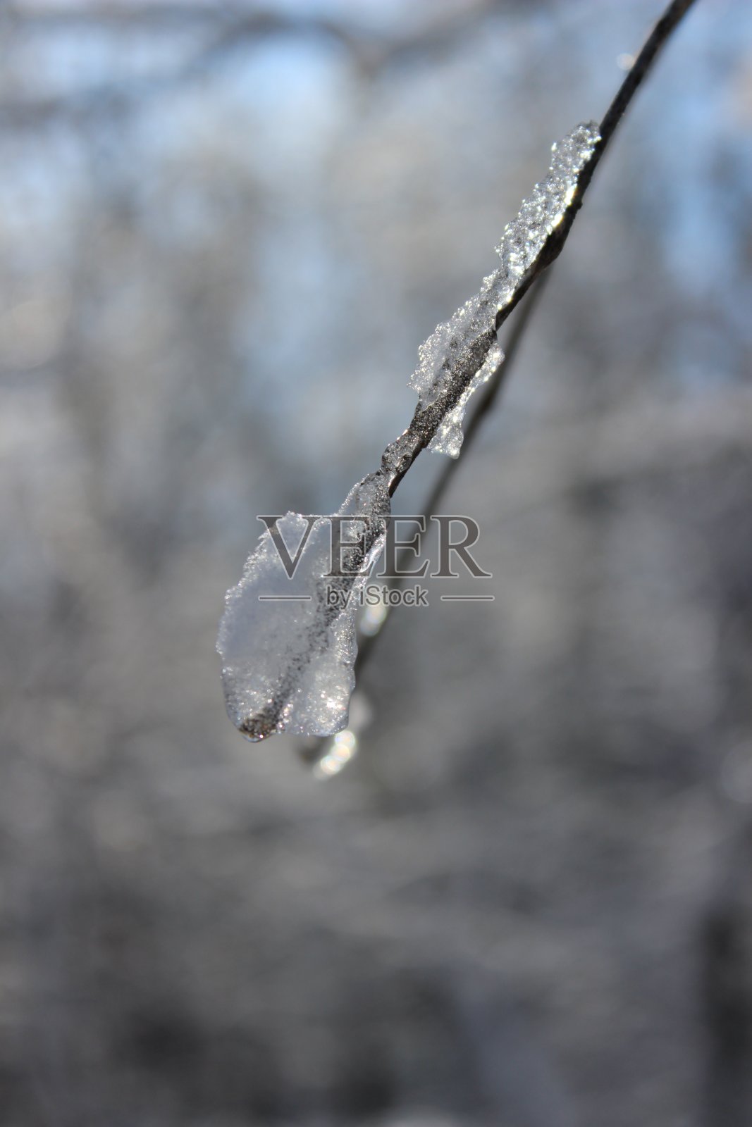 冬天的树枝与冰在宏照片摄影图片
