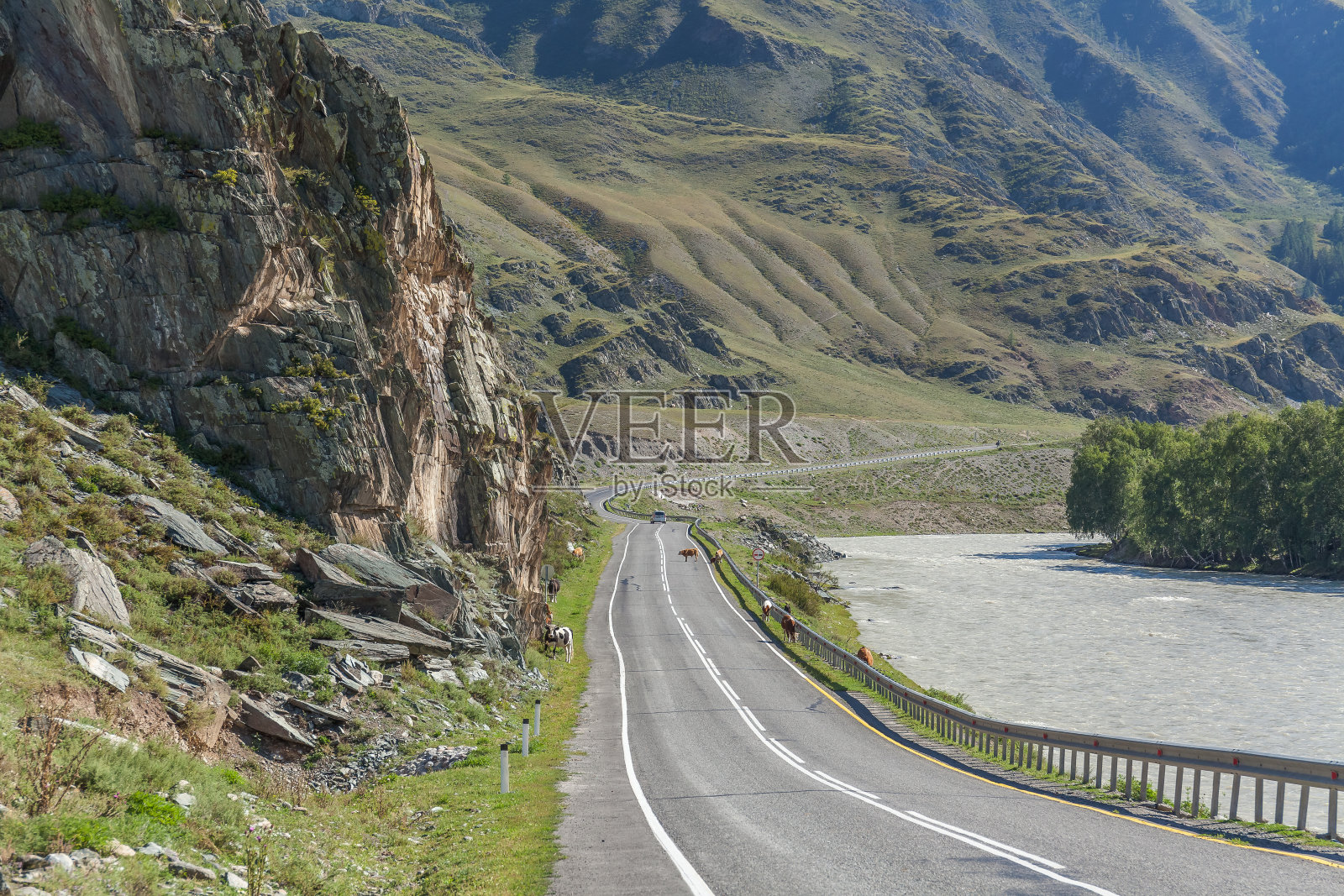俄罗斯阿尔塔吉，一群奶牛挡住了一条道路照片摄影图片