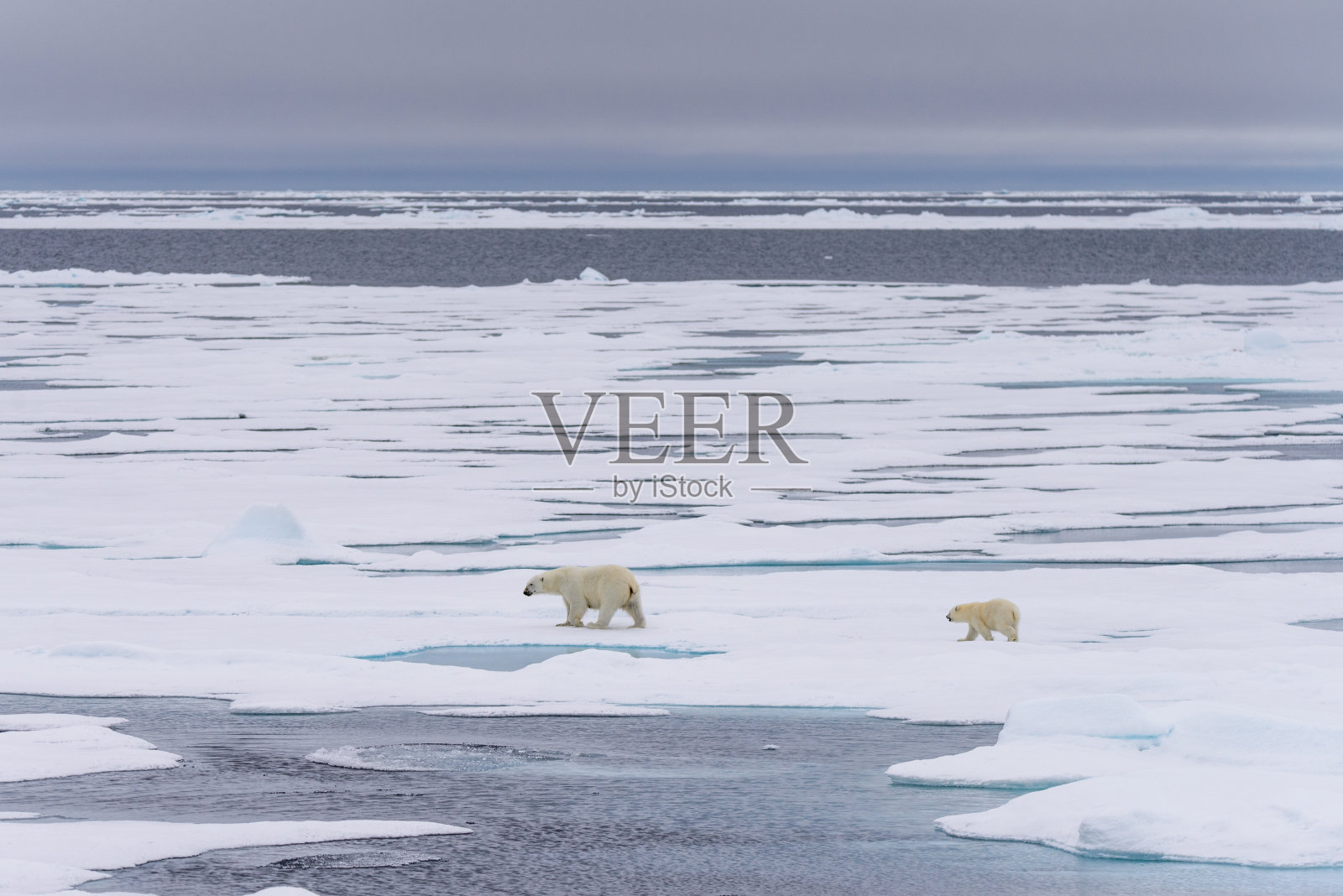 挪威北极斯瓦尔巴特群岛北部浮冰上的北极熊幼崽照片摄影图片