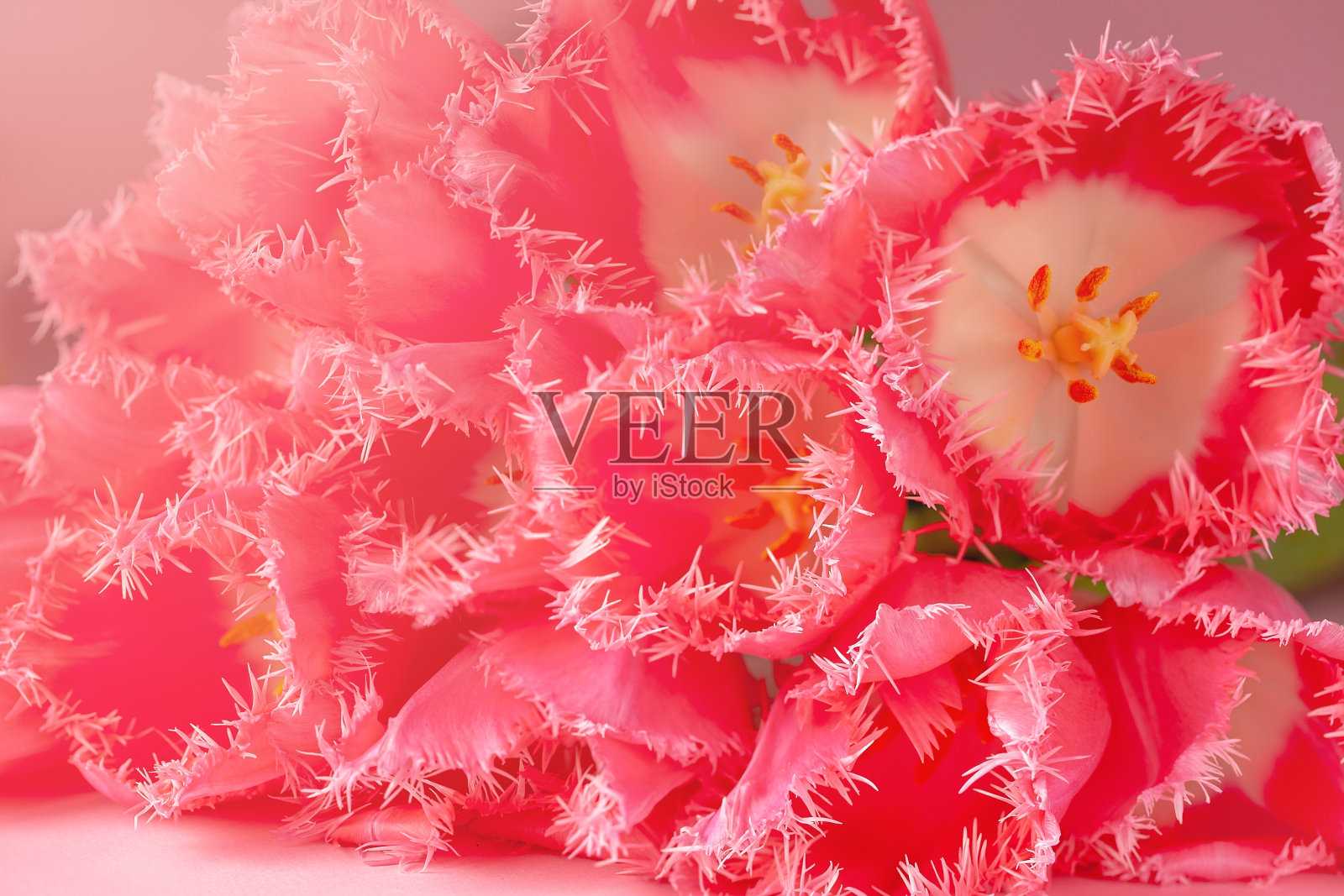 清新美丽的一束粉红色的郁金香花在阳光明媚的背景上。度假卡概念照片摄影图片