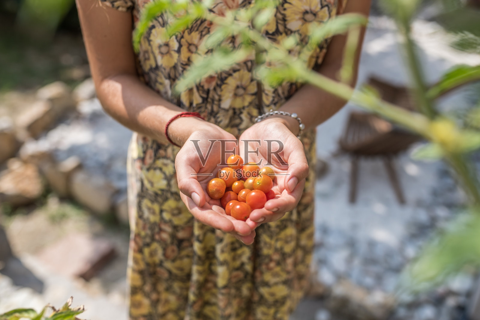 新鲜采摘的樱桃番茄照片摄影图片