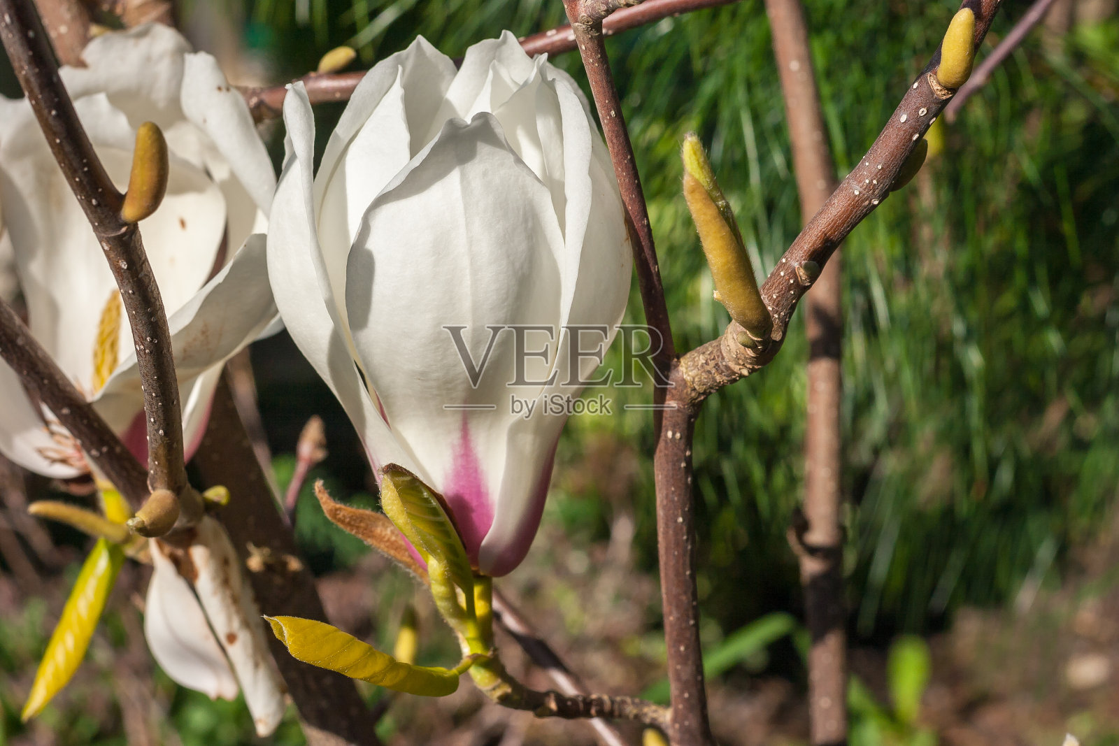 美丽的白玉兰花与紫色的底部在木兰树照片摄影图片