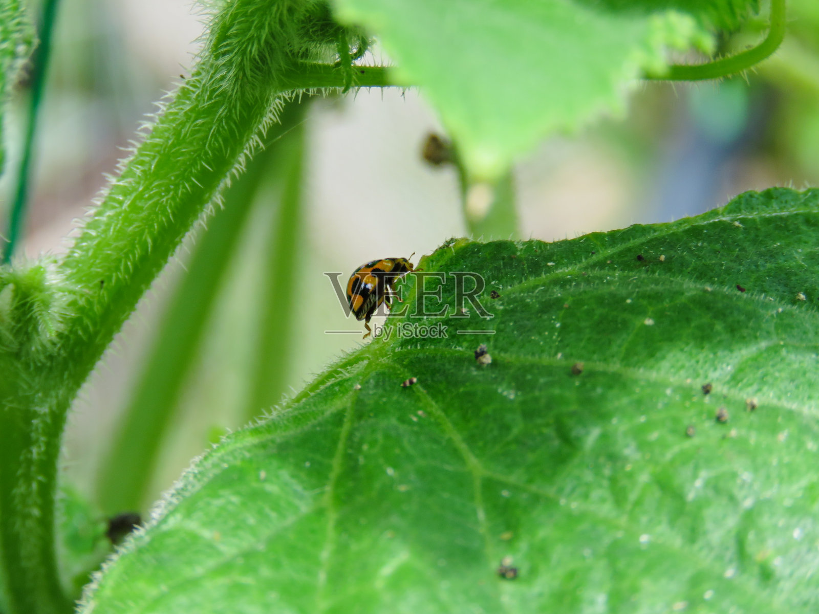 瓢虫捕食害虫，有益于蔬菜园的益虫照片摄影图片