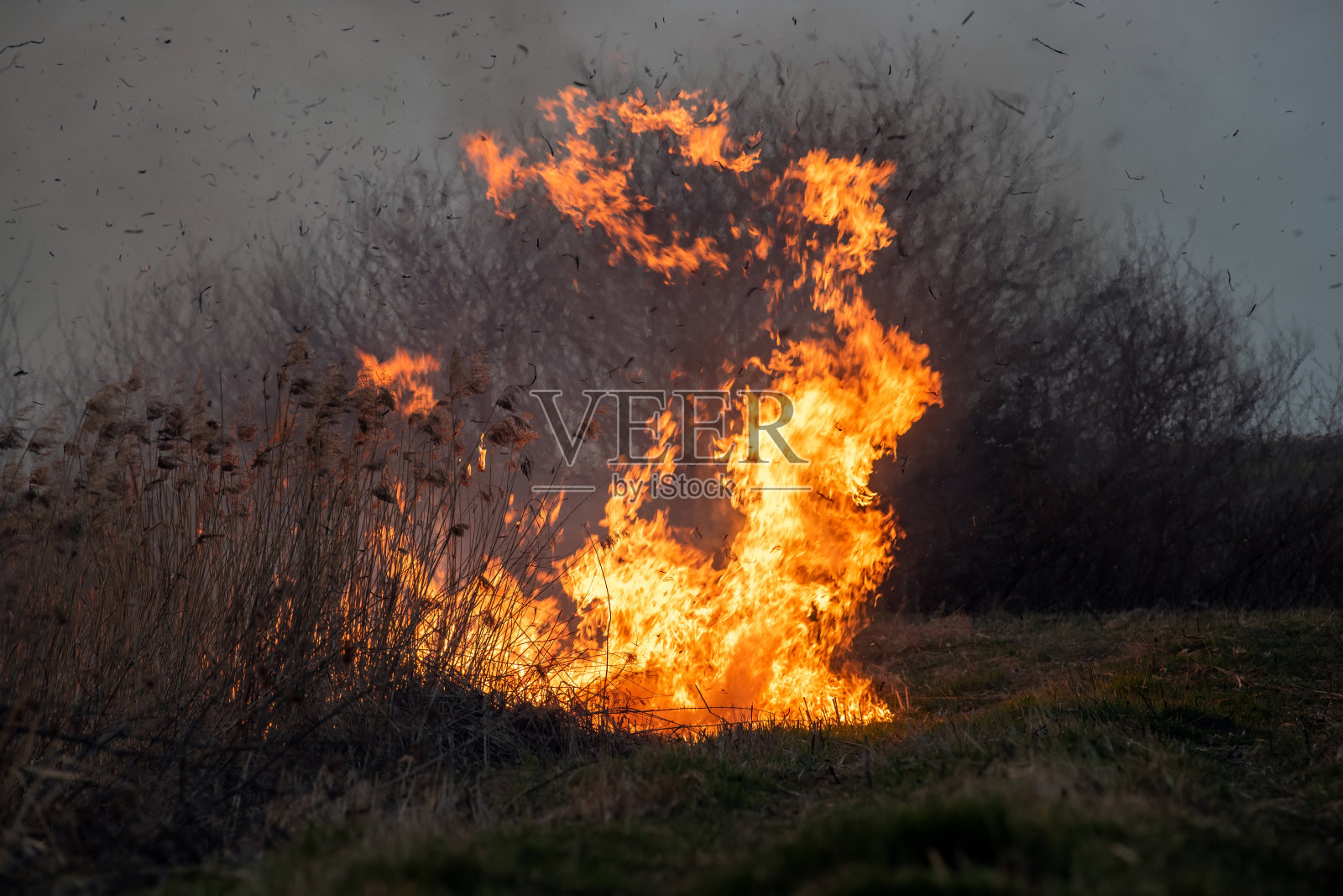 在野火中吹在燃烧的草上的风照片摄影图片