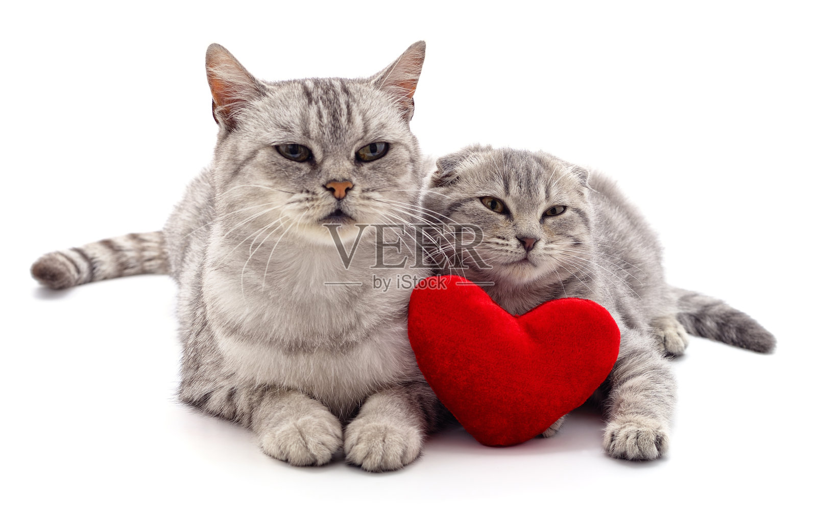 猫和红心。照片摄影图片