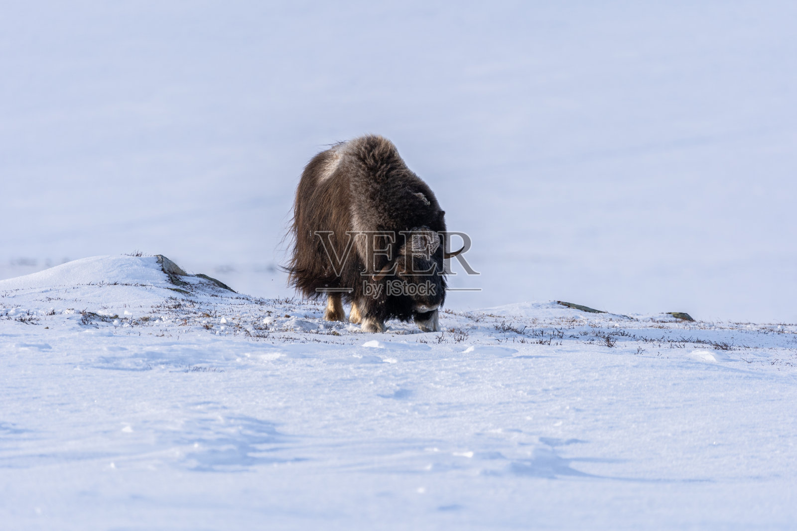 莫斯科，莫斯科照片摄影图片