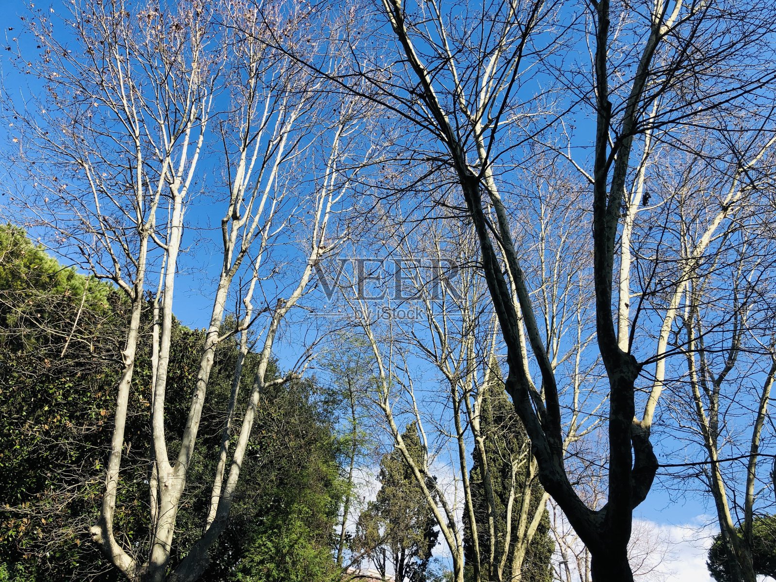 森林中的树木，美妙的景色照片摄影图片