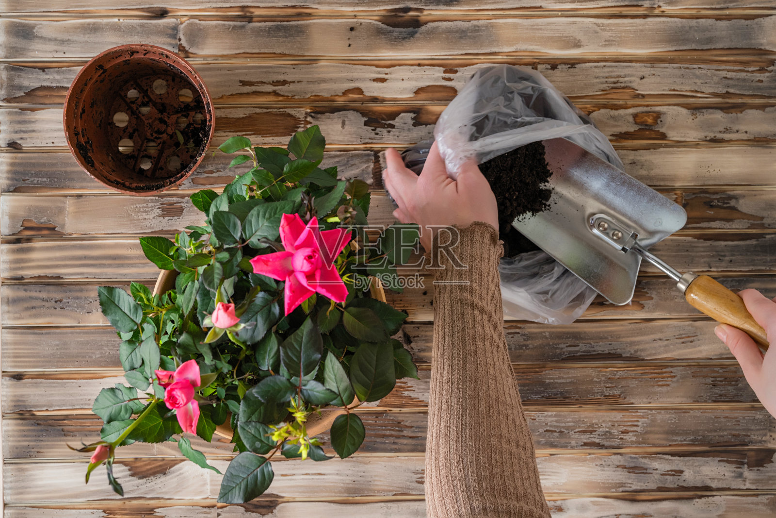 女人的手把移植的玫瑰花栽进一个新盆里，用铁锹把土放在木板上。家庭园艺搬迁室内植物。平的。照片摄影图片
