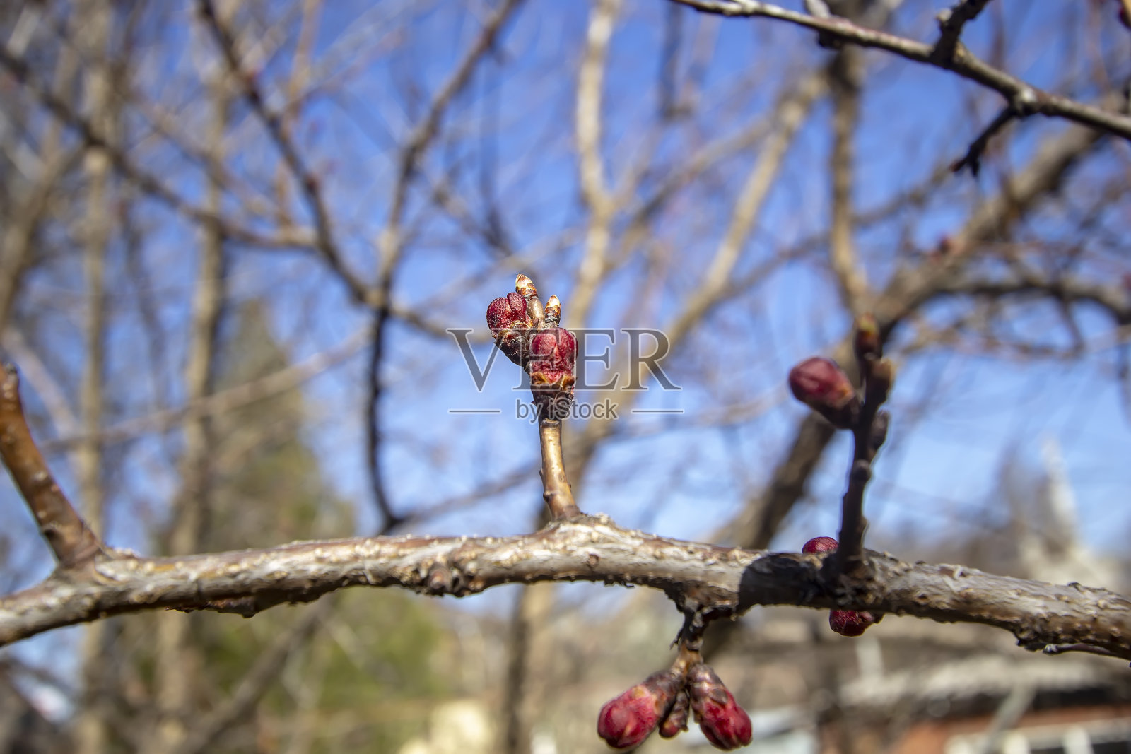 花园里有带芽的杏枝照片摄影图片