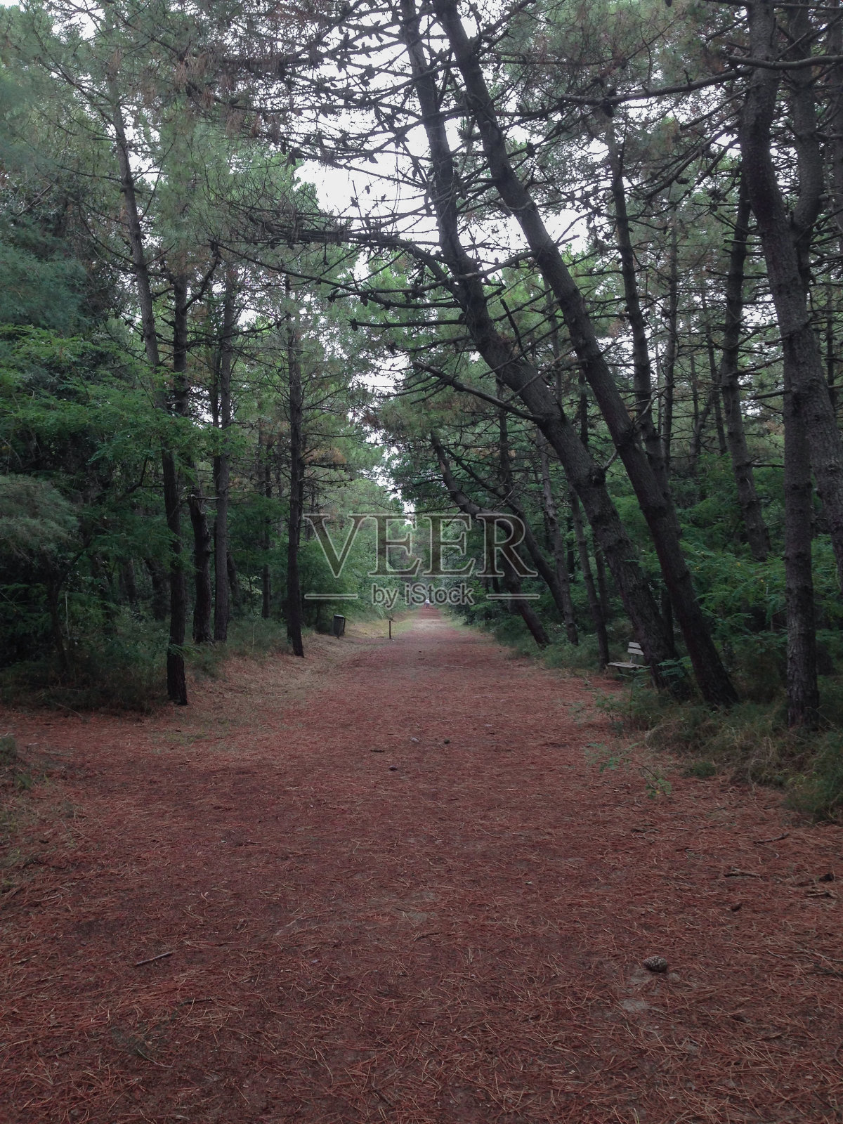 铺满松针的小径照片摄影图片