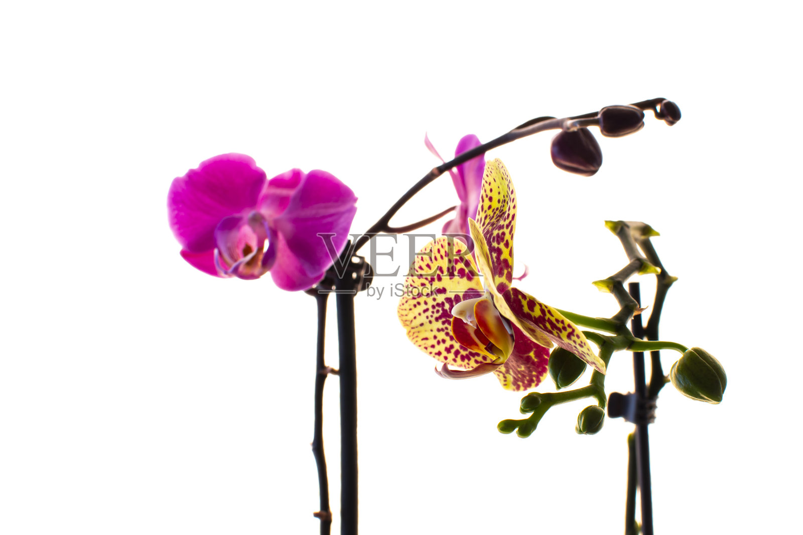 在模糊或白色背景上的兰花花。照片摄影图片