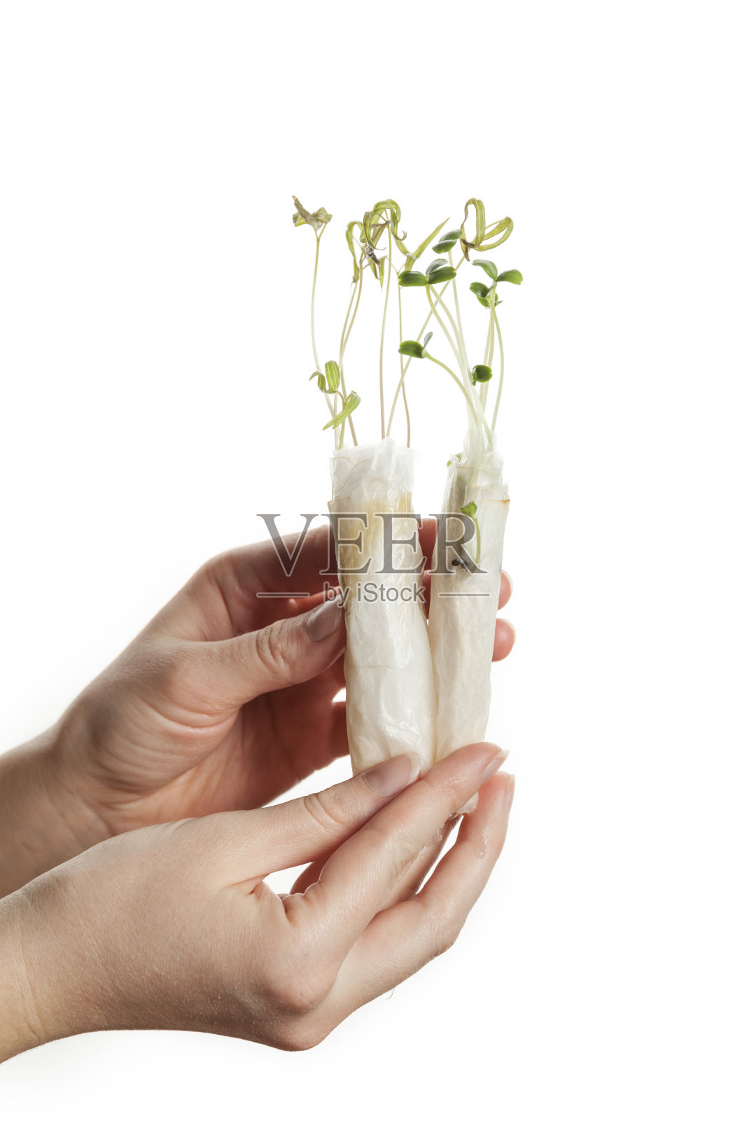 发芽的种子在一只手孤立在白色的背景上。新鲜的自制在。维生素生食照片摄影图片