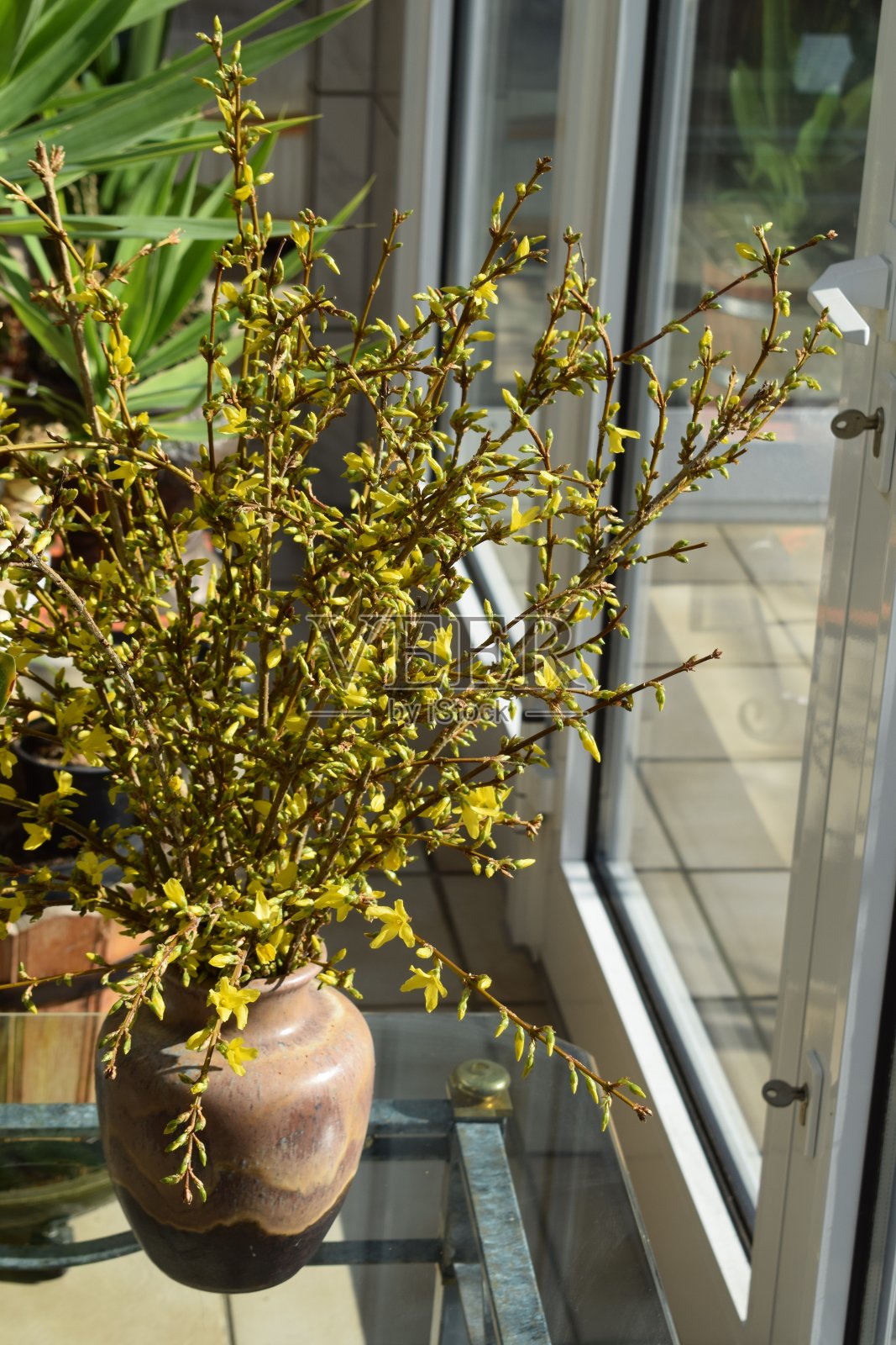 春天的花朵照片摄影图片