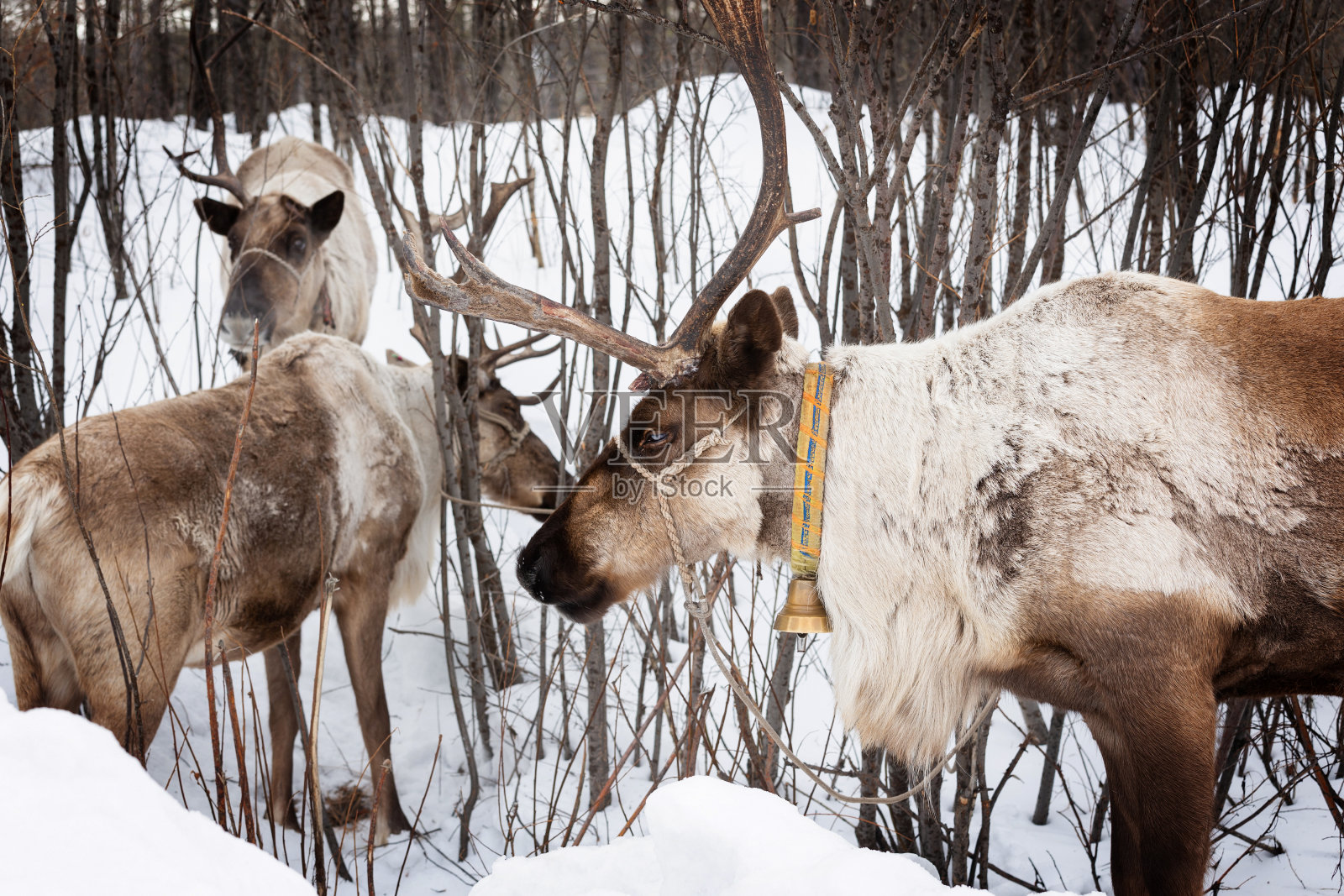 冬天森林里的驯鹿。照片摄影图片