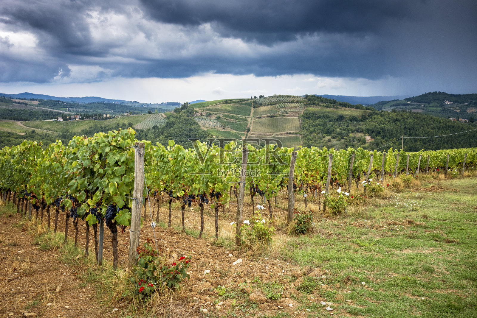意大利托斯卡纳的基安蒂葡萄园。照片摄影图片