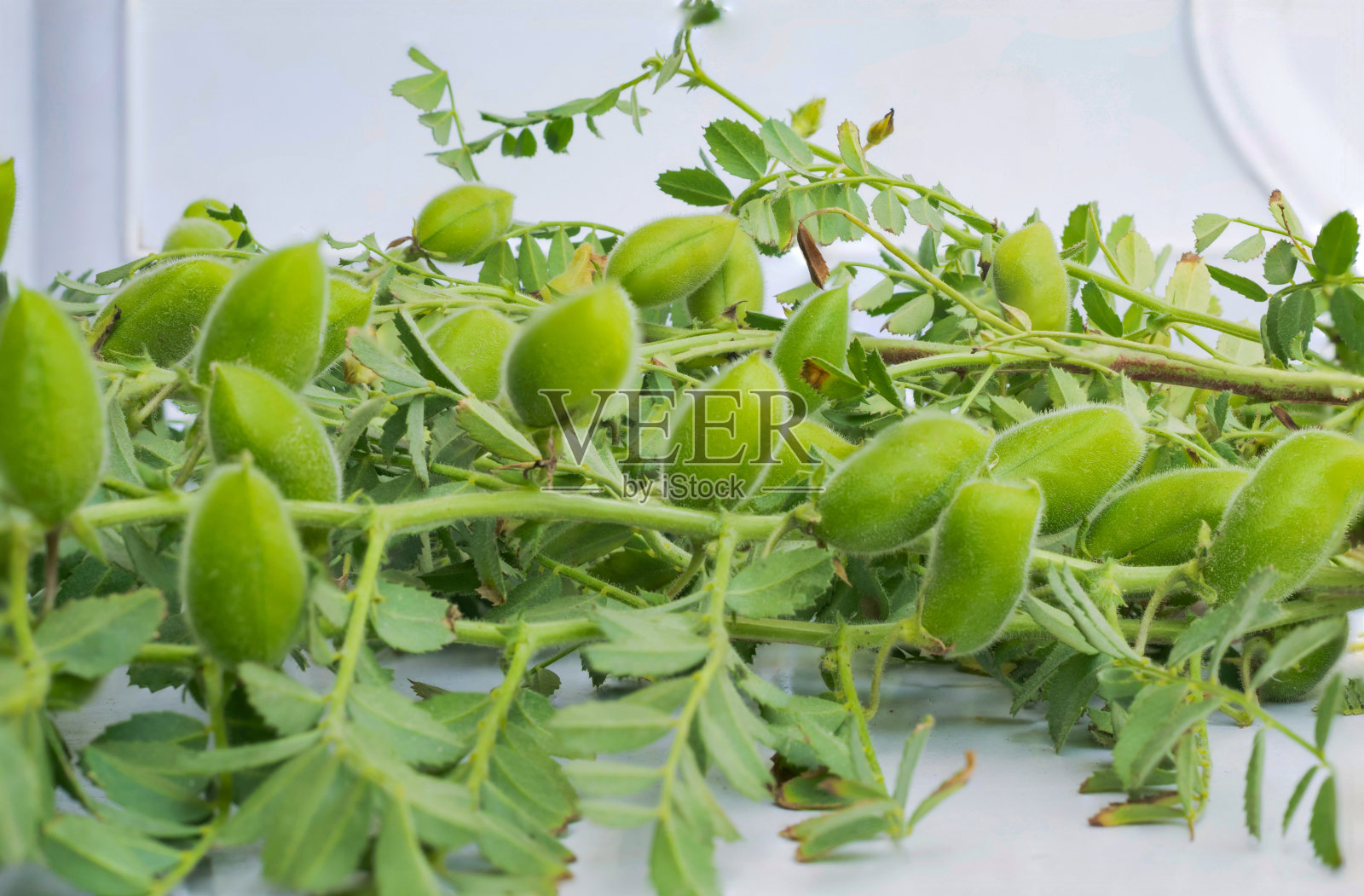 青冈植物茎的特写照片摄影图片