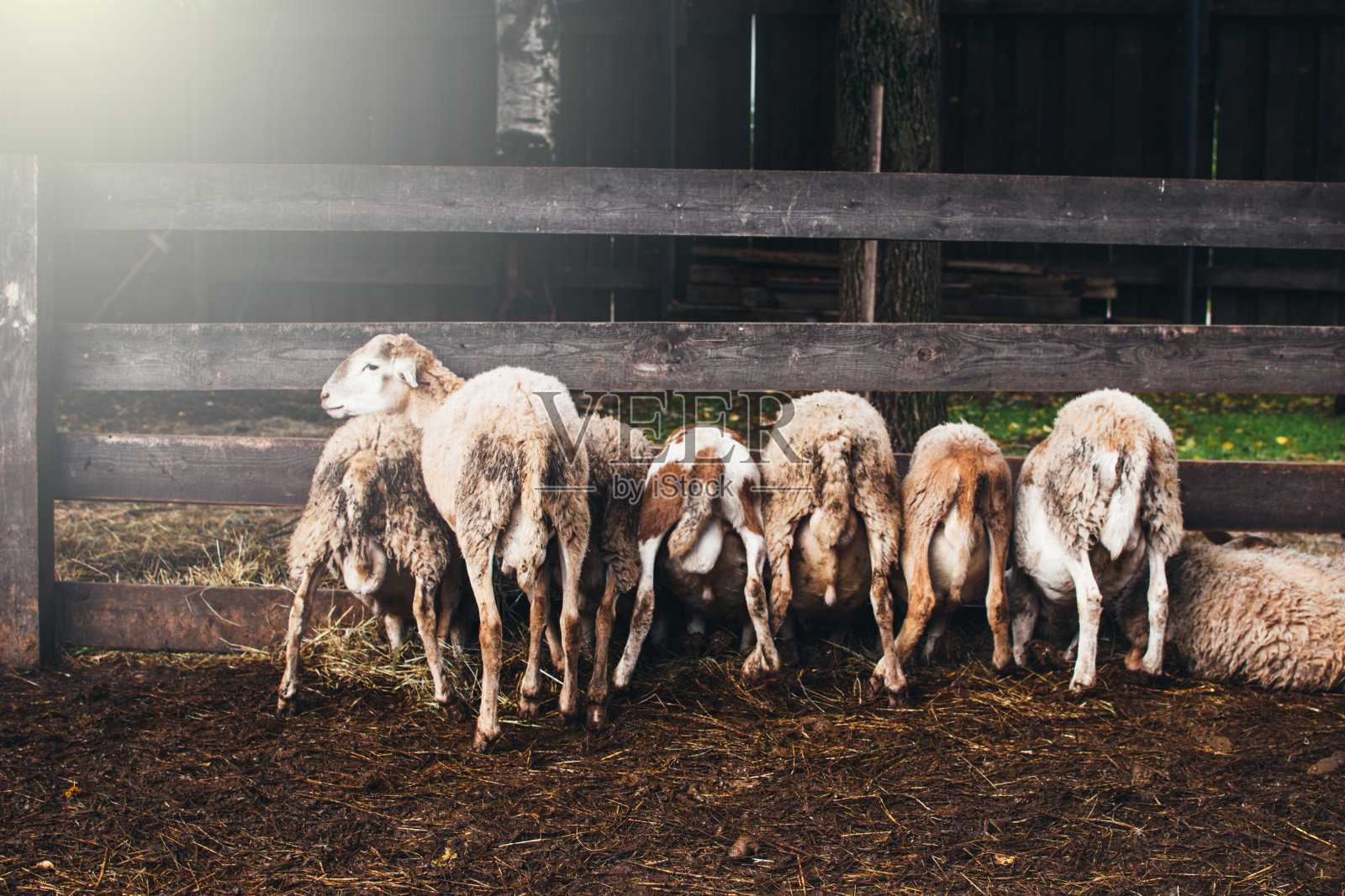 干草喂羊。照片摄影图片