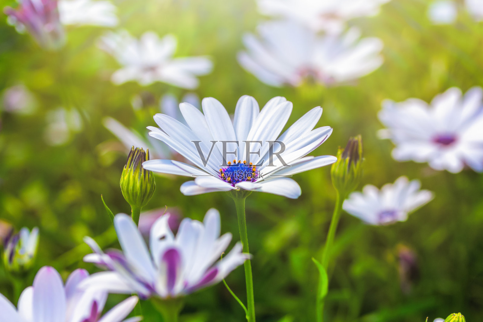 牛蒡白花盛开在一个阳光明媚的日子里。夏天的温暖和欢乐的概念照片摄影图片