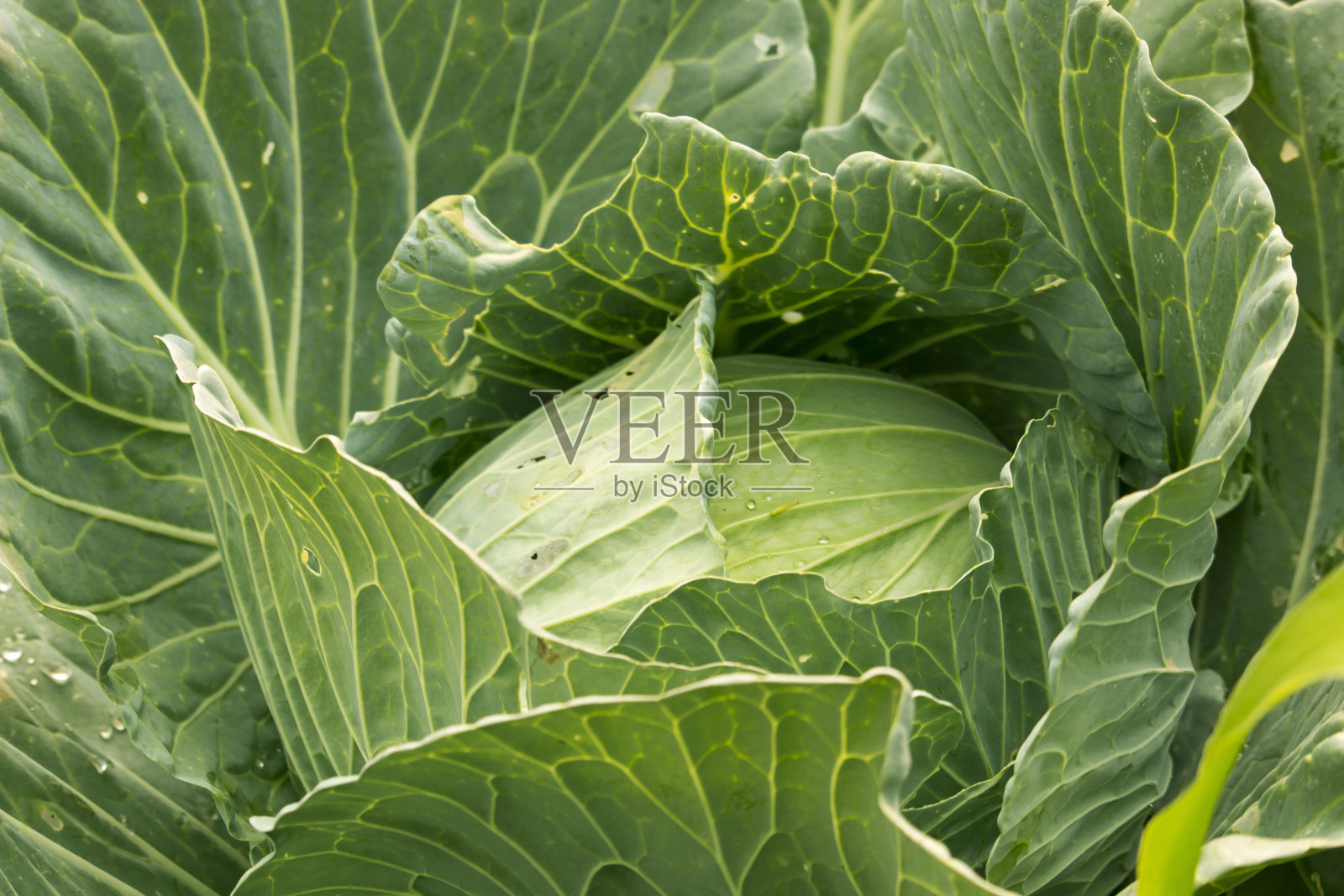 花园里有绿色的卷心菜照片摄影图片