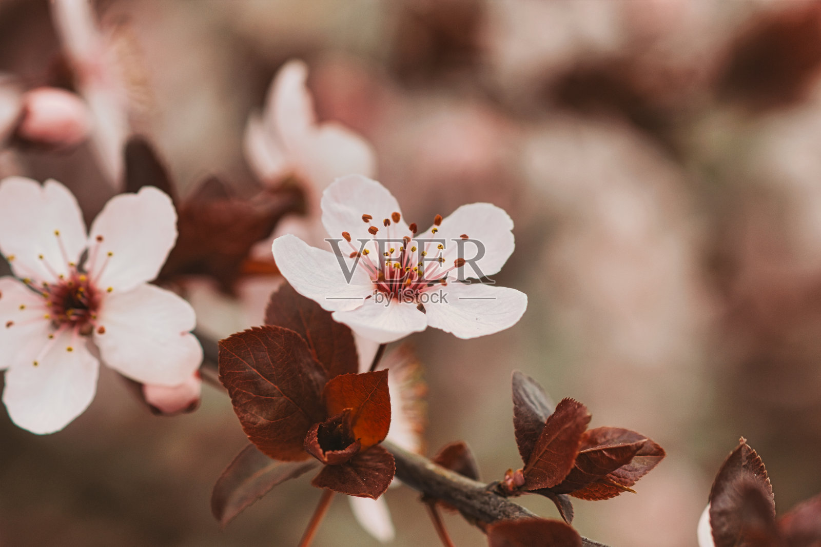 李属cistena花照片摄影图片