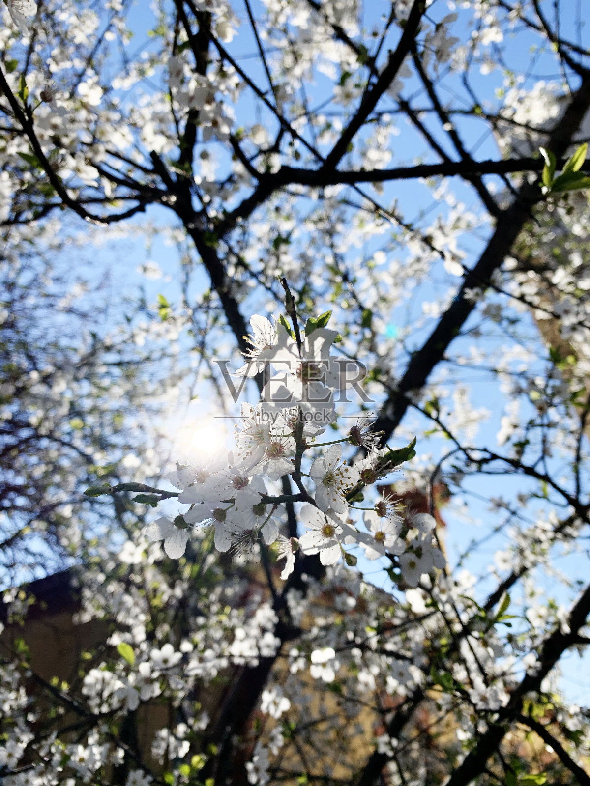 春天盛开的鲜花树照片摄影图片