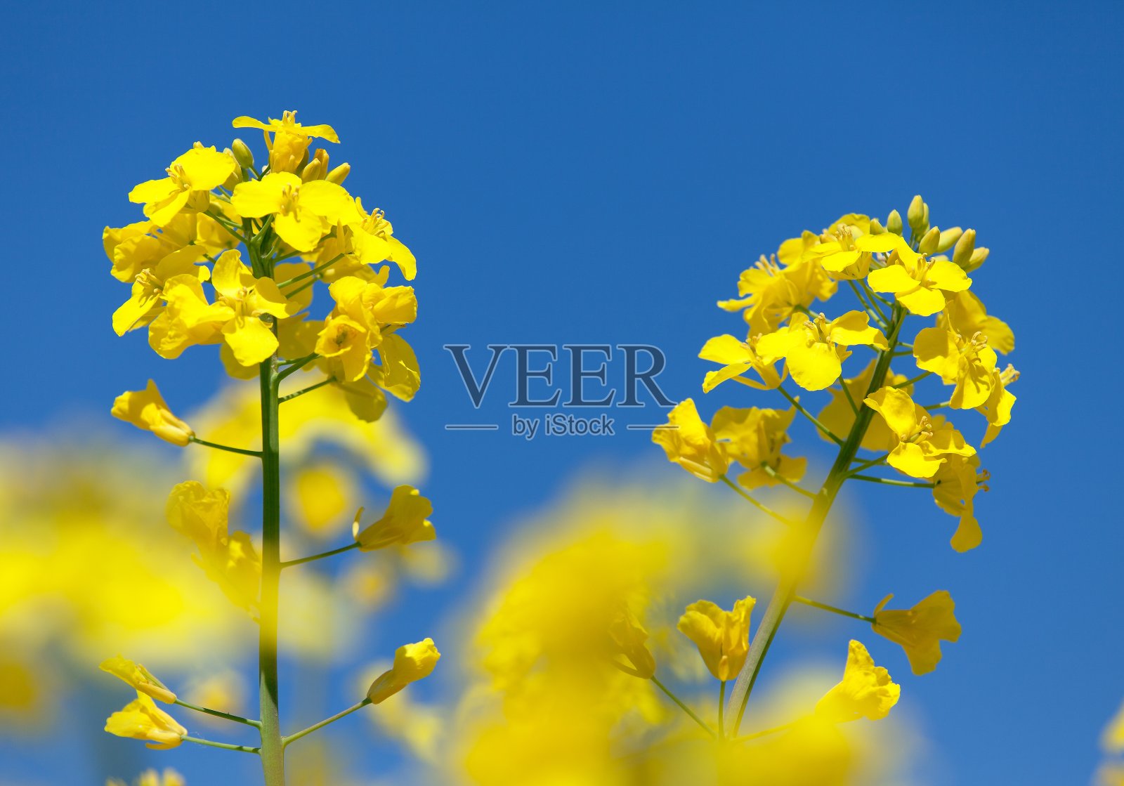 花期油菜或油菜田的细节照片摄影图片