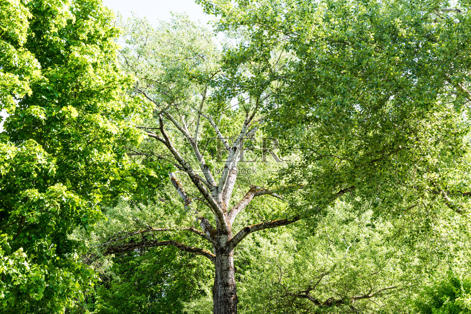 白杨树或白杨树，树皮为白色。照片摄影图片