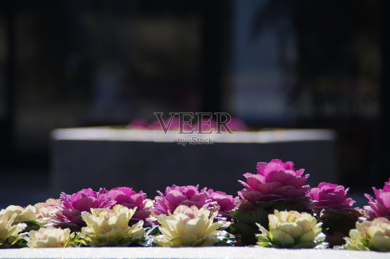 栽在树旁边的花又新鲜又漂亮。照片摄影图片