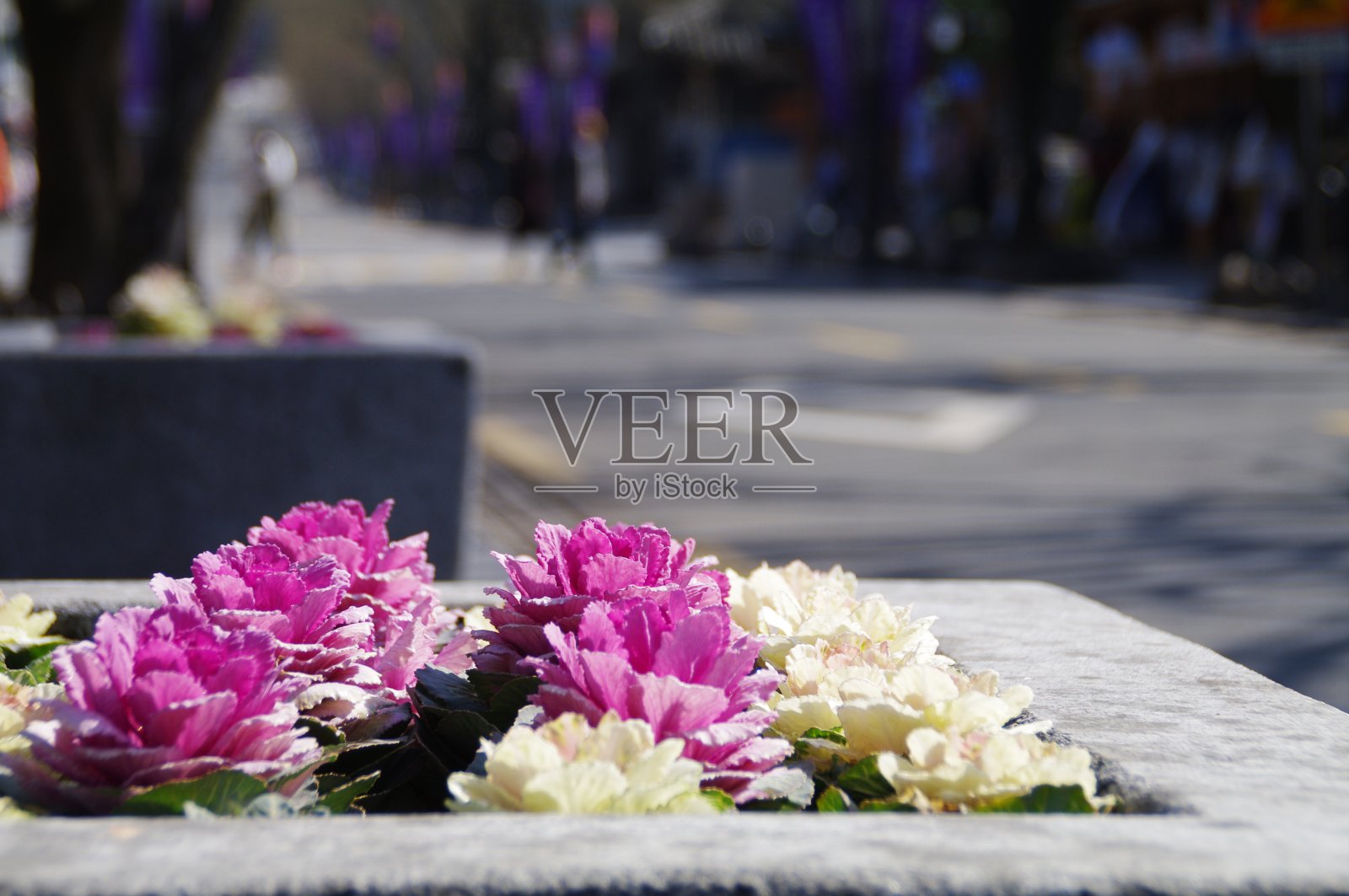 栽在树旁边的花又新鲜又漂亮。照片摄影图片