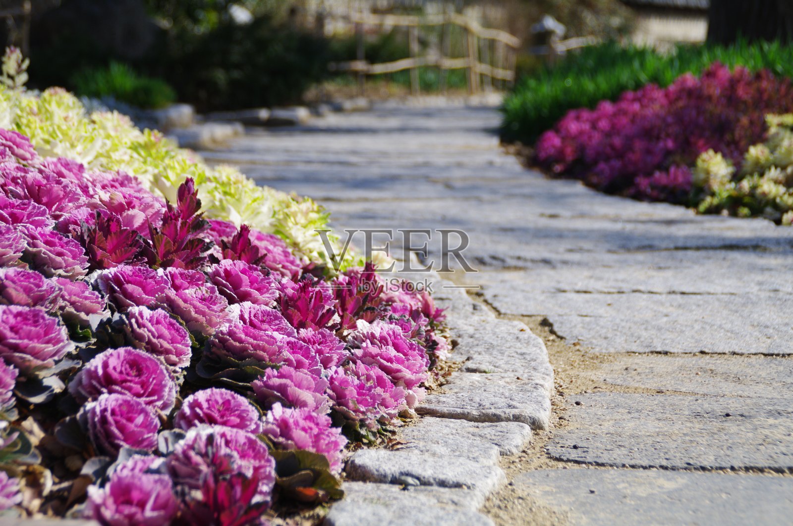 栽在树旁边的花又新鲜又漂亮。照片摄影图片