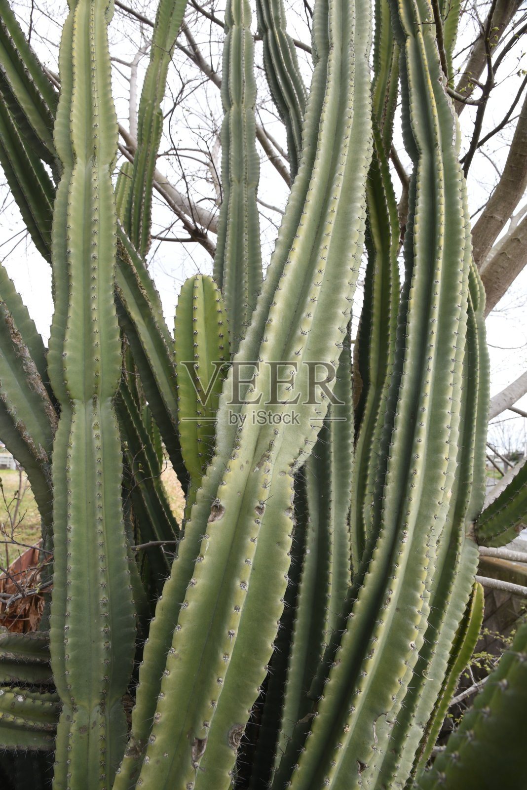 仙人掌/秘鲁苹果cucus照片摄影图片