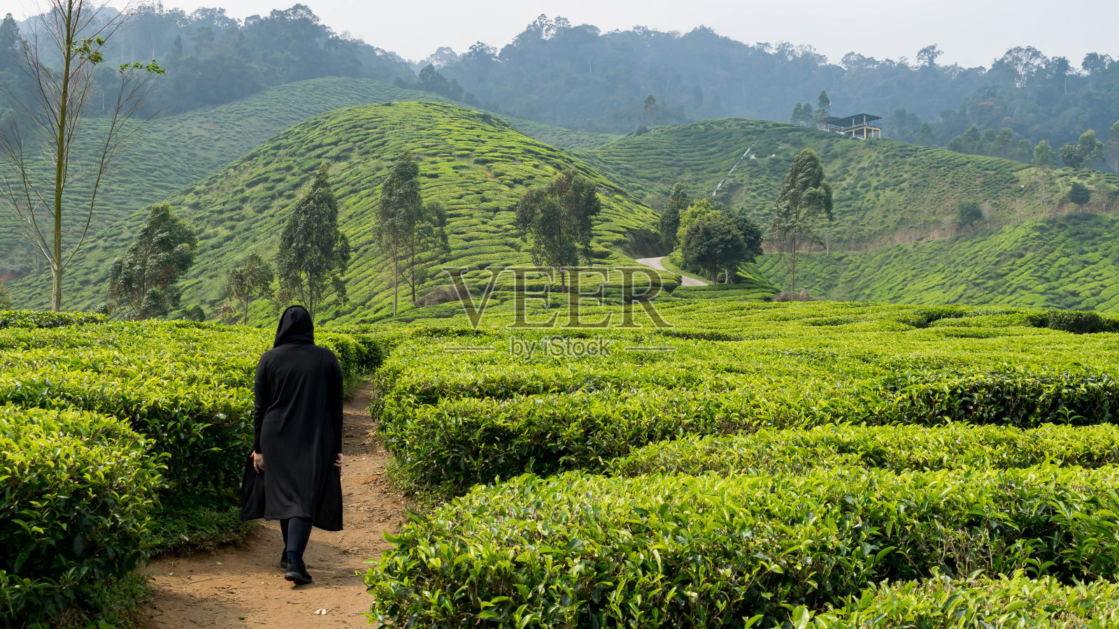 一个人在茶园里散步照片摄影图片