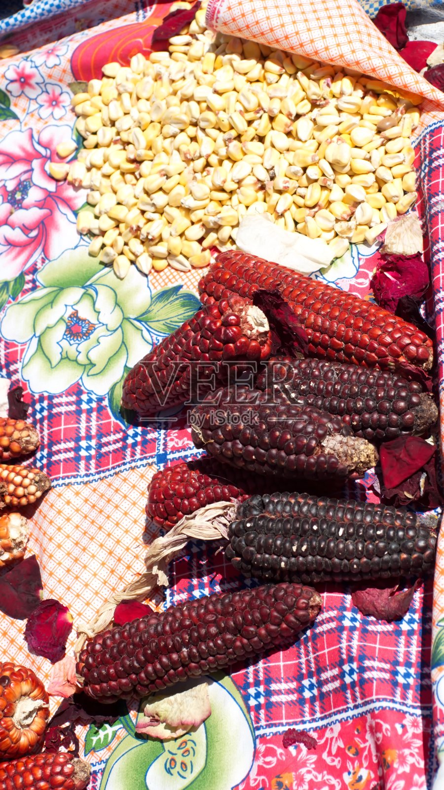 干燥的玉米穗和玉米粒照片摄影图片