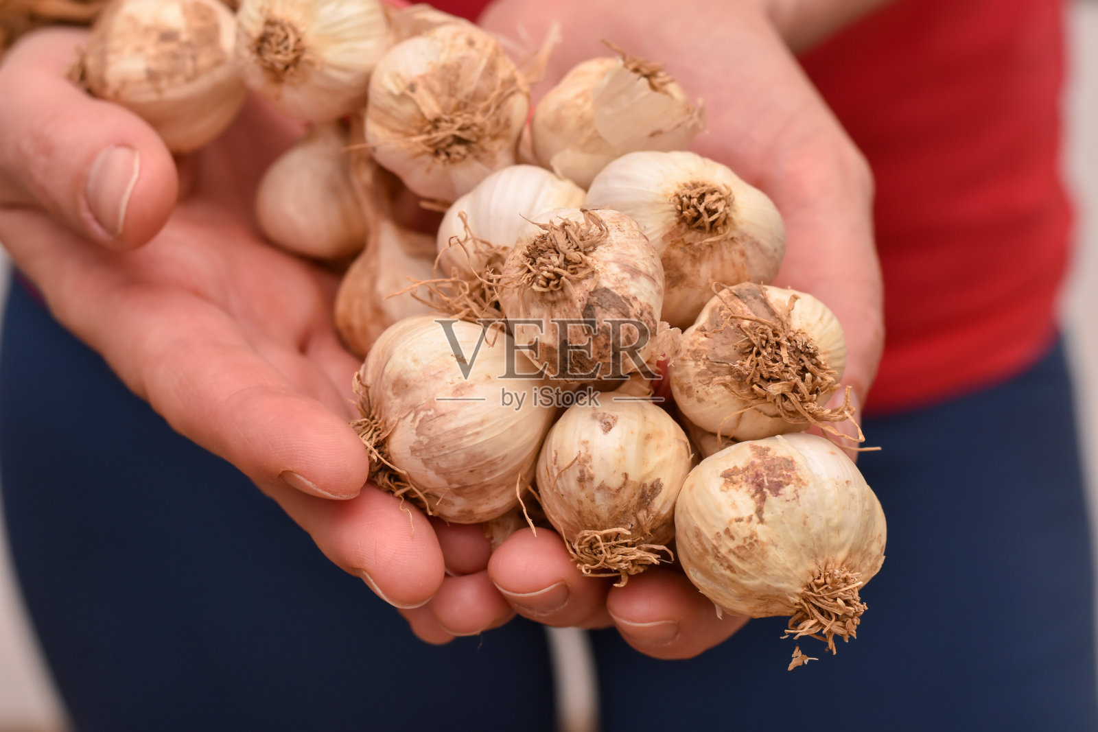 女人拿着有机大蒜照片摄影图片