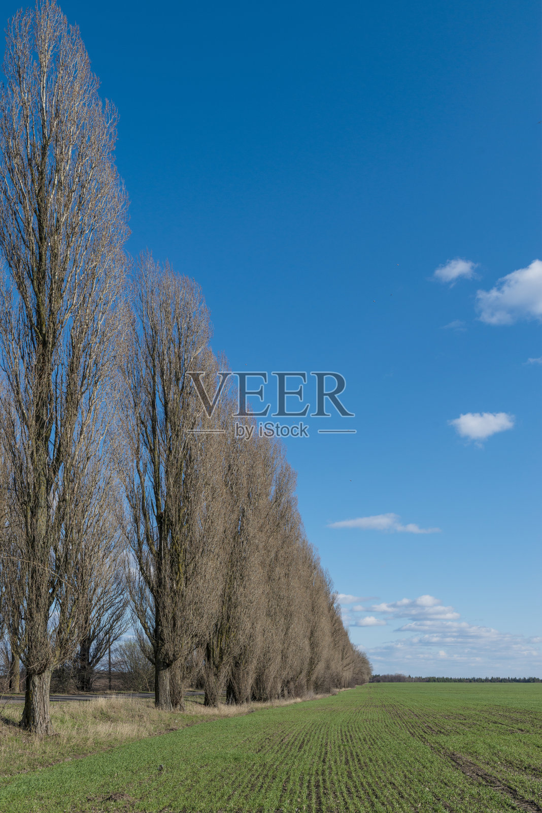 乡村的春天。耕地上的新鲜绿色作物。照片摄影图片