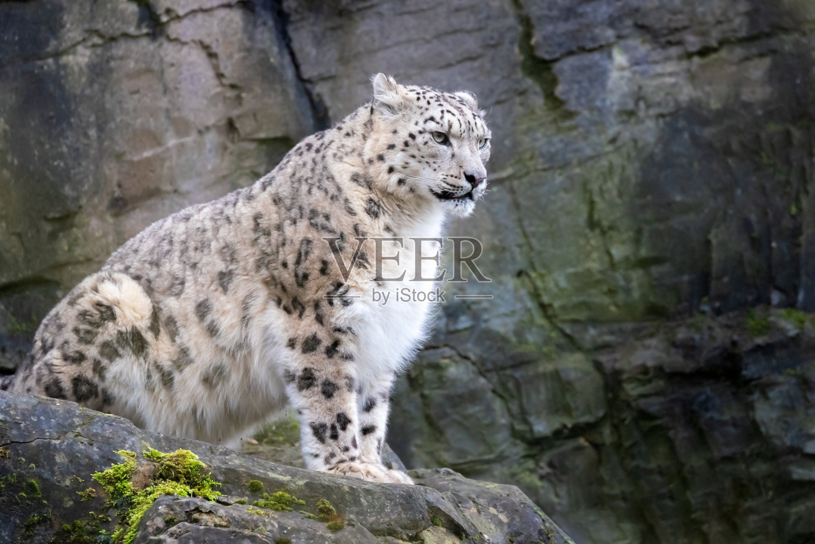 岩脊上的成年雄性雪豹照片摄影图片
