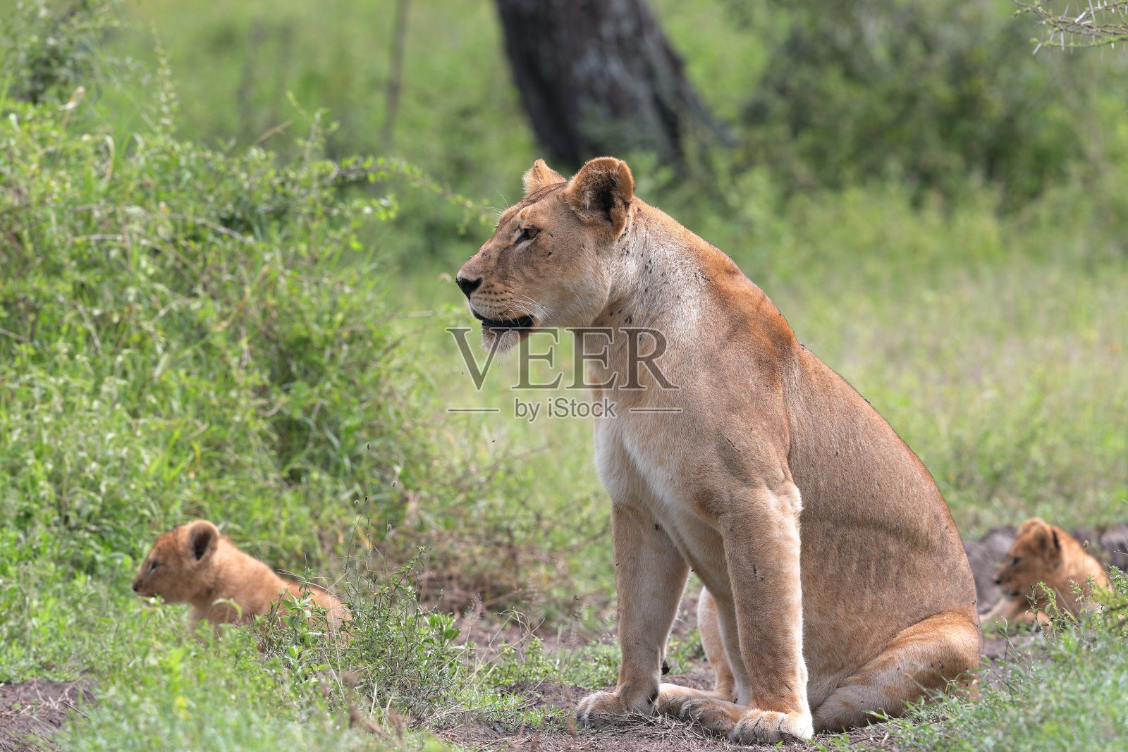 一只带幼崽的非洲母狮照片摄影图片