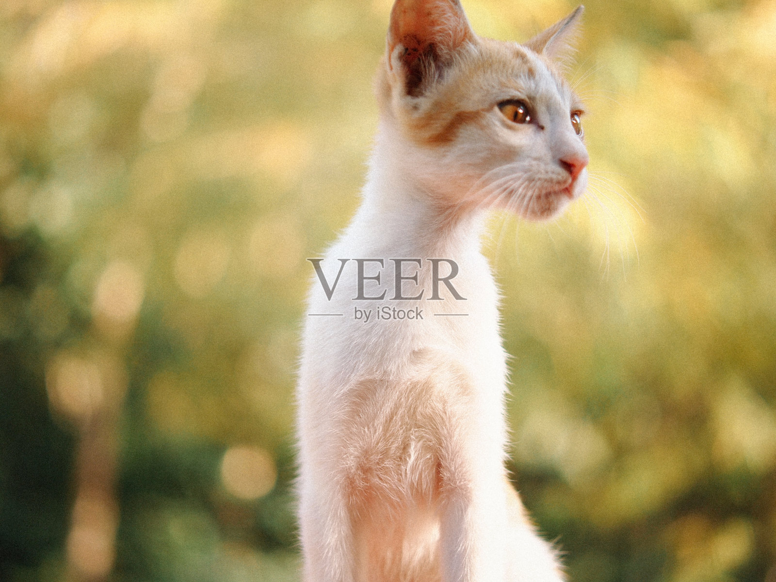 可爱的泰国猫照片摄影图片