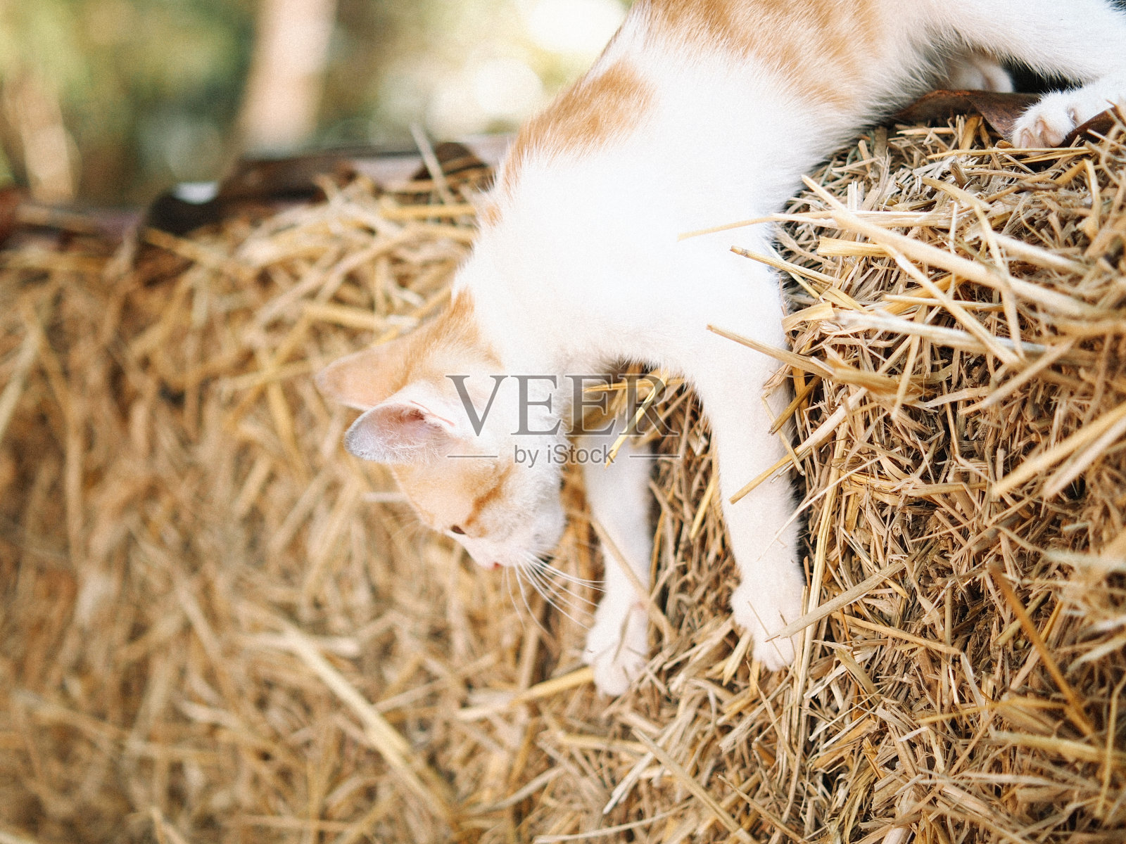 可爱的泰国猫照片摄影图片