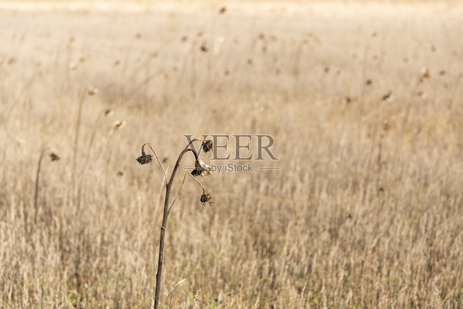 向日葵照片摄影图片
