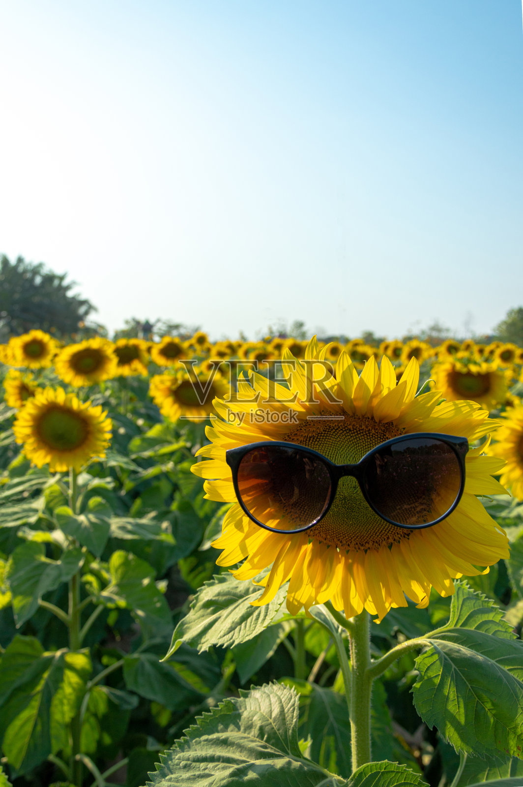 向日葵戴着太阳镜在蓝天下的田野里照片摄影图片