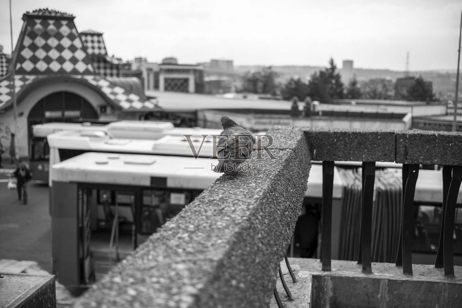 塞尔维亚——贝尔格莱德，一只鸽子在绿花环公共汽车站的混凝土栅栏上休息照片摄影图片