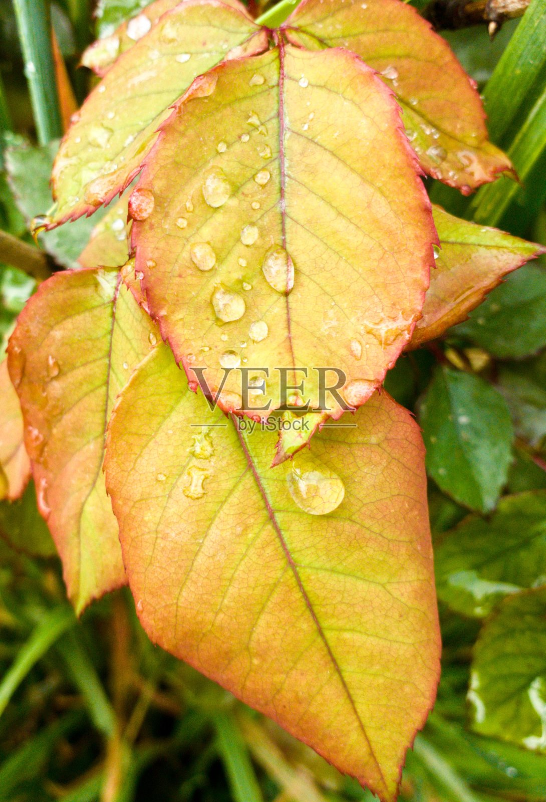 一张被雨淋湿的玫瑰树叶的照片照片摄影图片