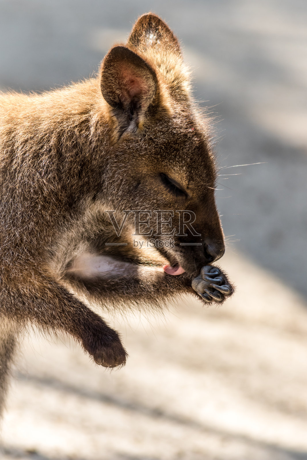 小袋鼠洗手柔和柔和的灯光肖像照片摄影图片