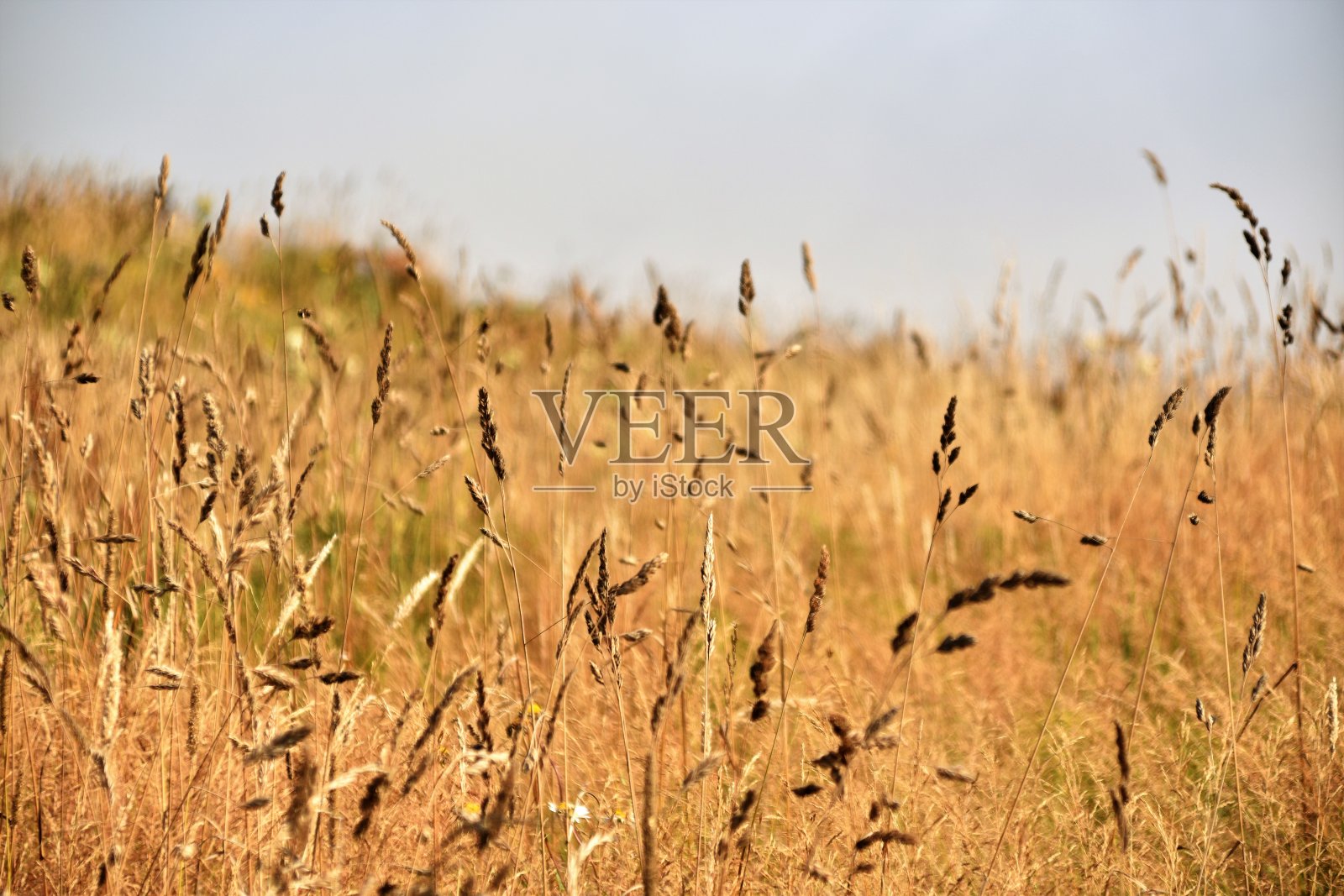 农业照片摄影图片